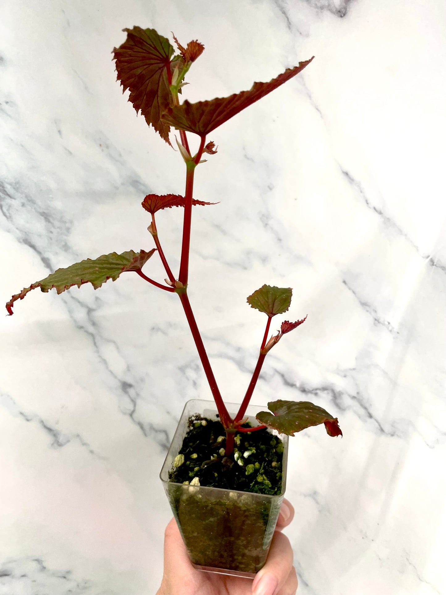 Begonia Gracilicyma Well Rooted Exact Large Plant