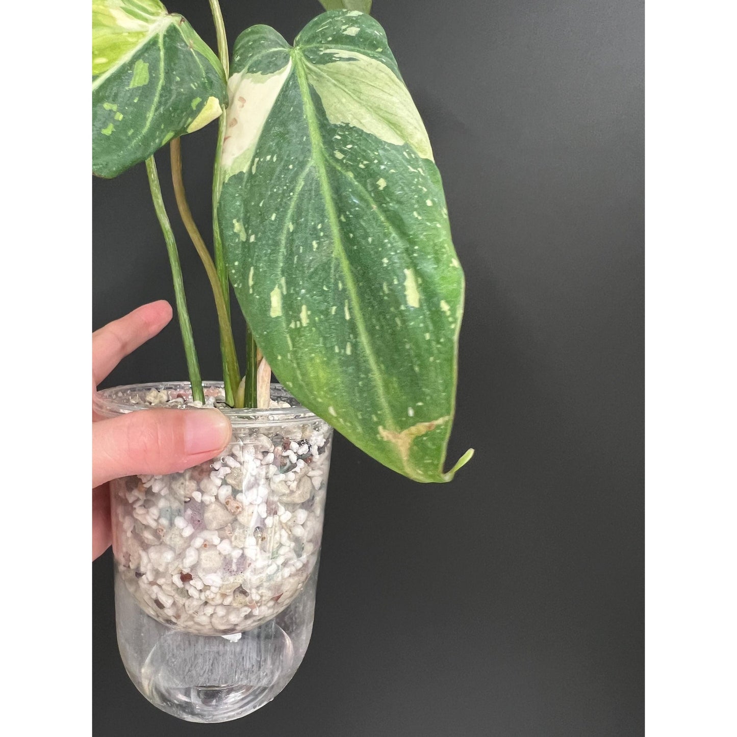 Philodendron Gloriosum Variegated, 4 - 5 Leaves, Exact Plant | US Seller