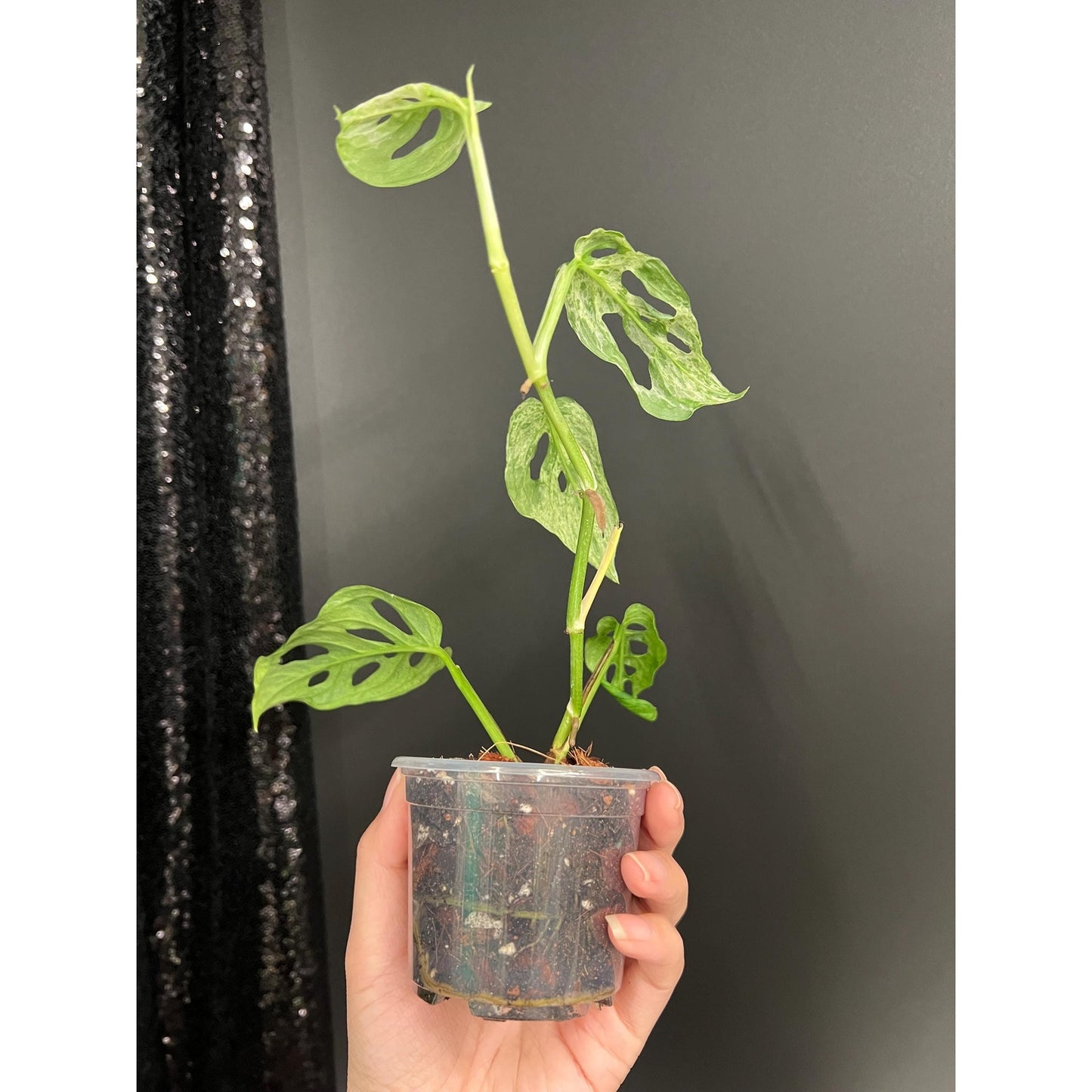 Monstera Laniata Mottled Variegated, Exact Plant | Rare Aroid | US Seller