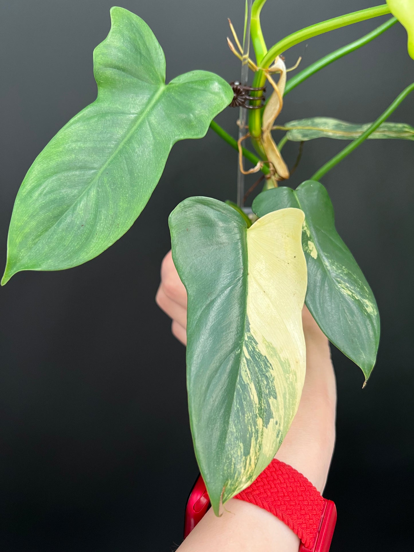 Philodendron Violin Variegated, Easy Rare Tropical Exotic Plants