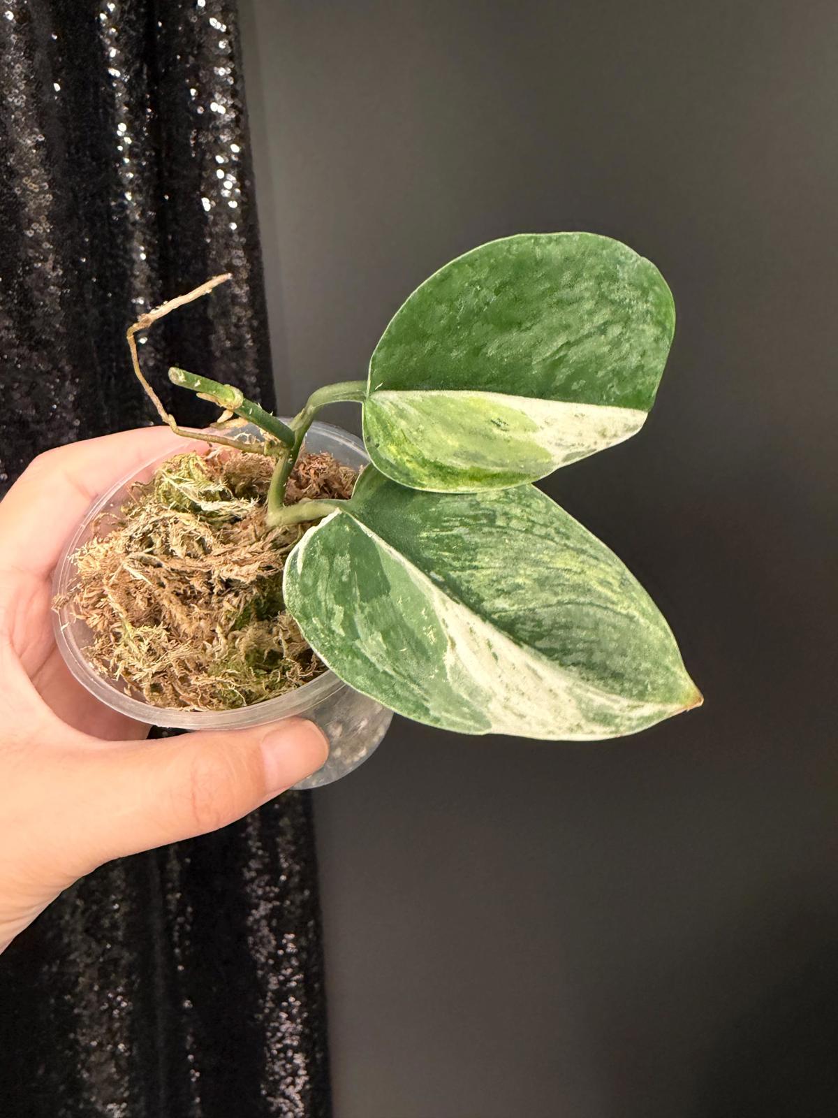Scindapsus Parahyangan Albo Variegated