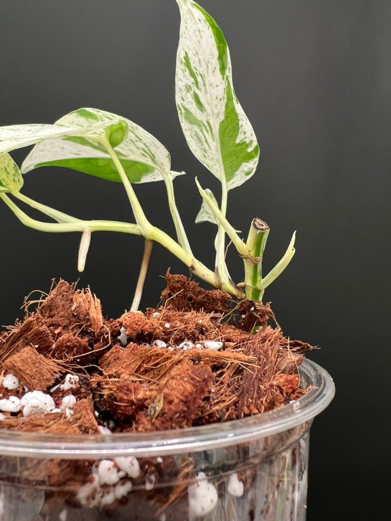 pipremnum Pinnatum Marble, Multiple Grow Points