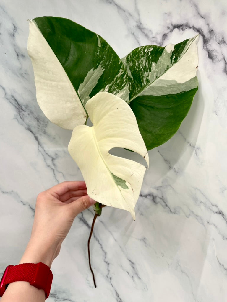 Monstera Albo 3 Leaves Top HIGH Var Cutting