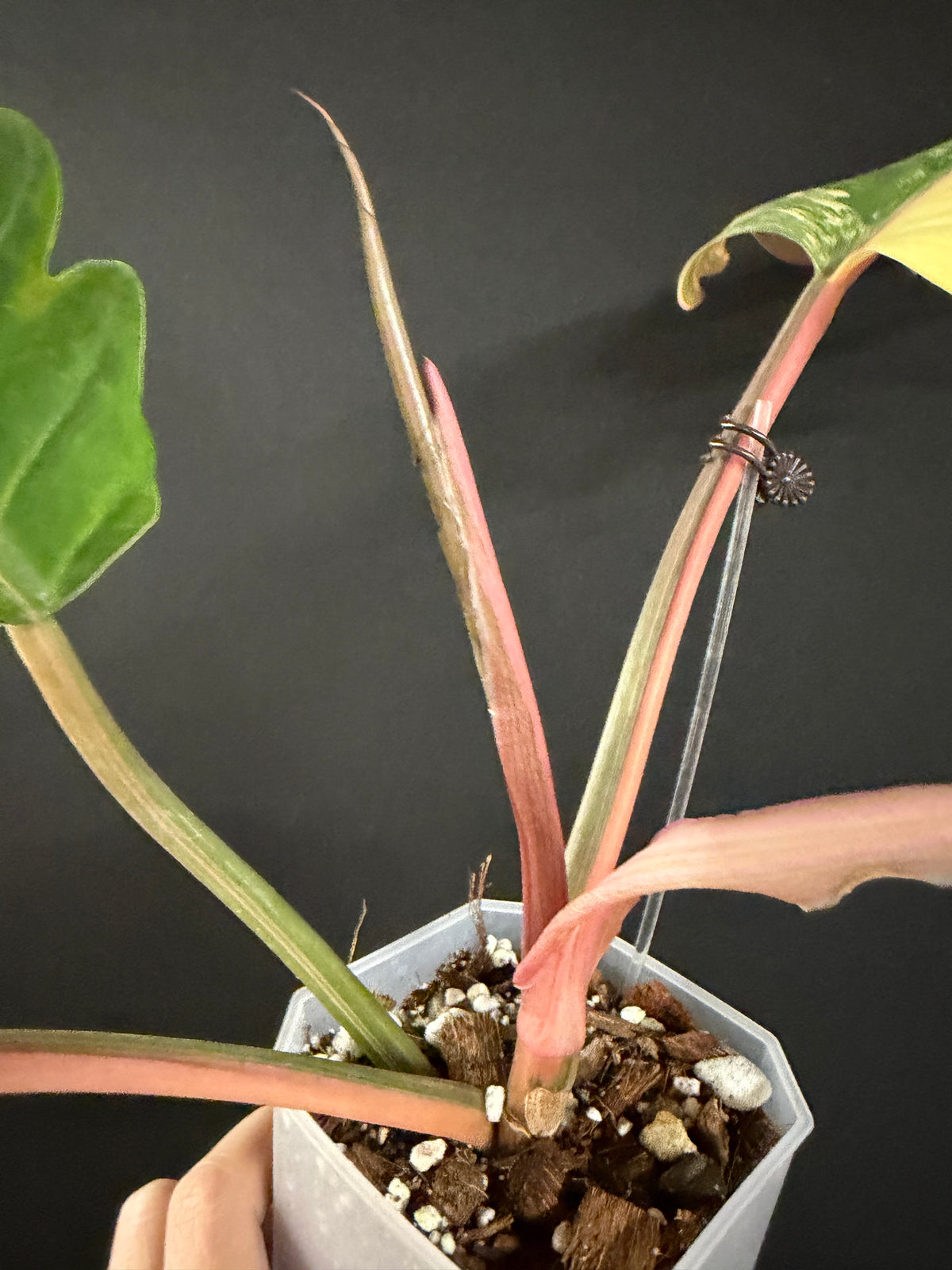 Philodendron Caramel Marble