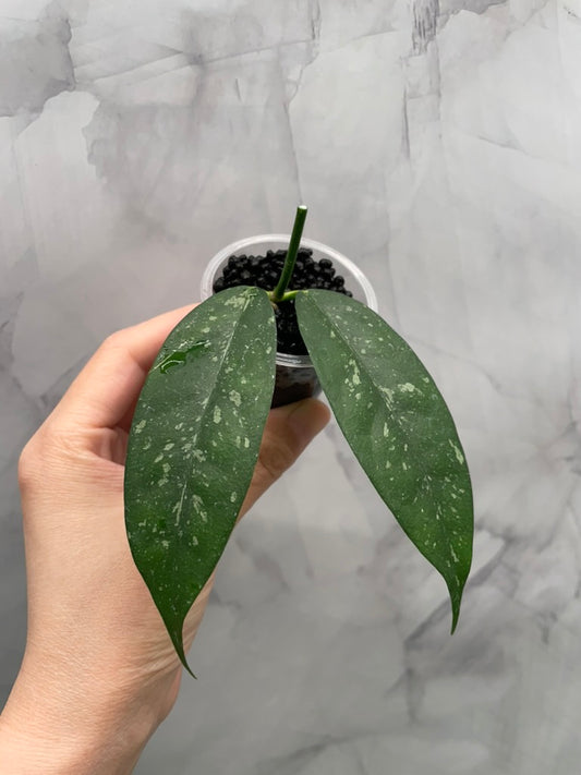 Hoya Campanulata Splash Unrooted Cutting