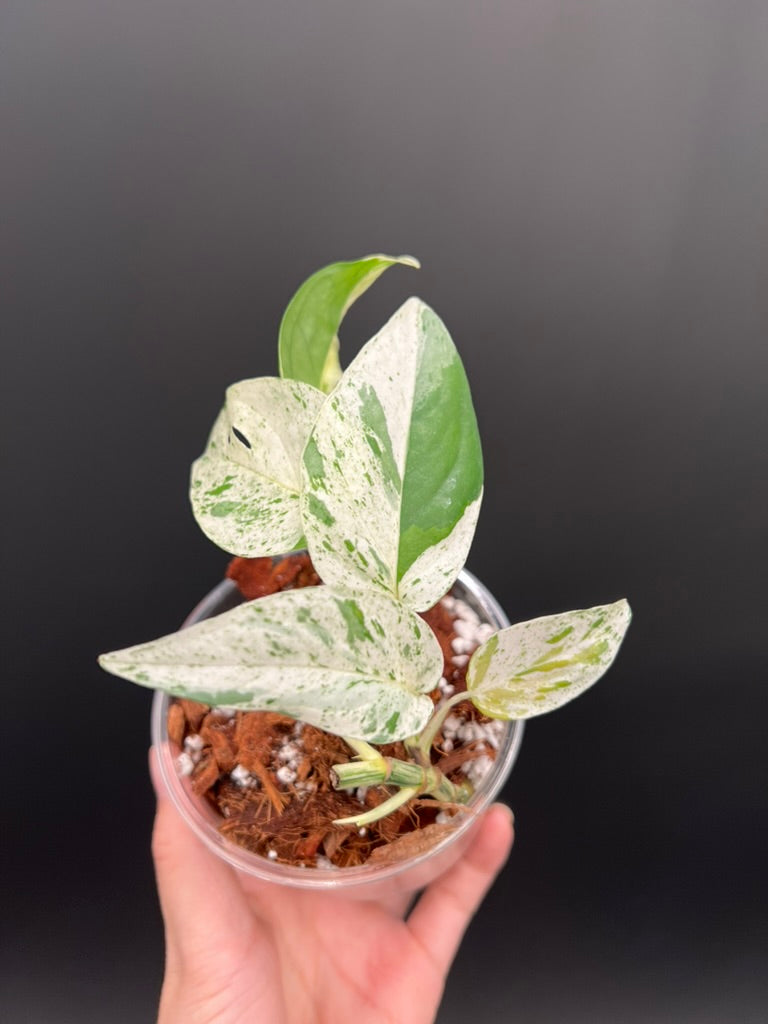 pipremnum Pinnatum Marble, Multiple Grow Points