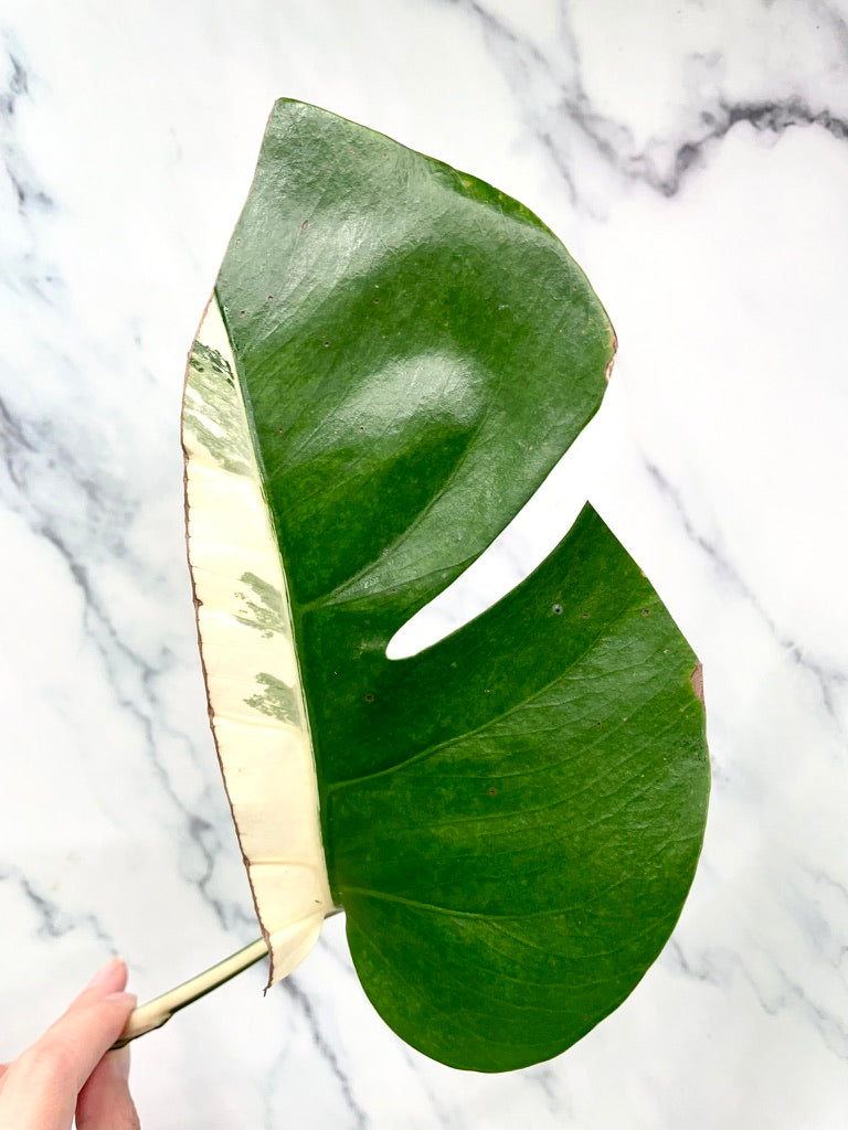 Monstera Albo 1 Imperfect Leaf, Node with HIGH Var