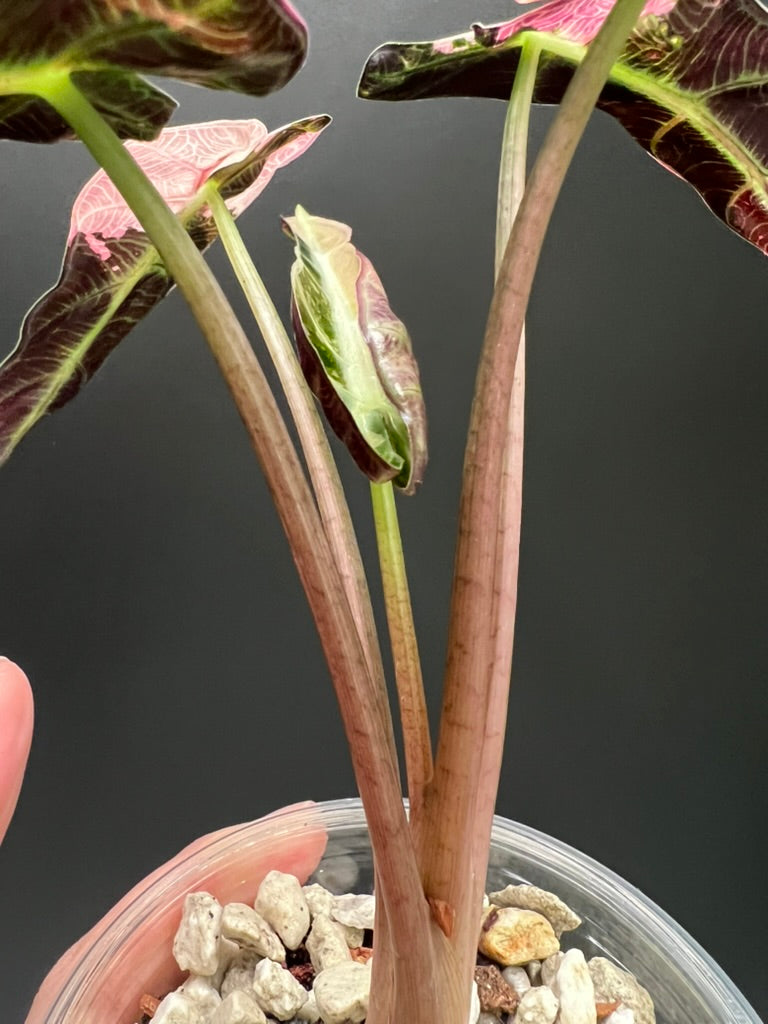 Alocasia Bambino Pink