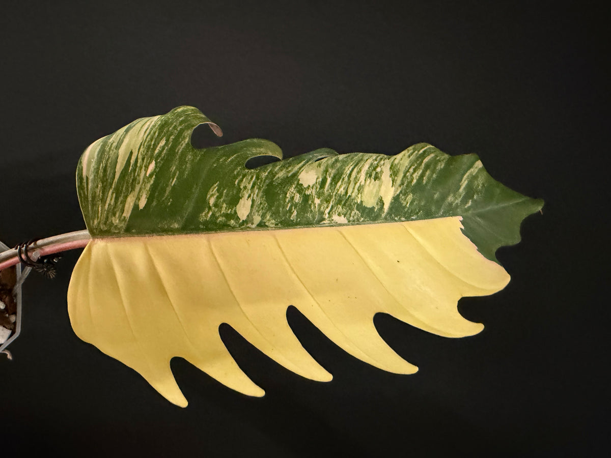 Philodendron Caramel Marble