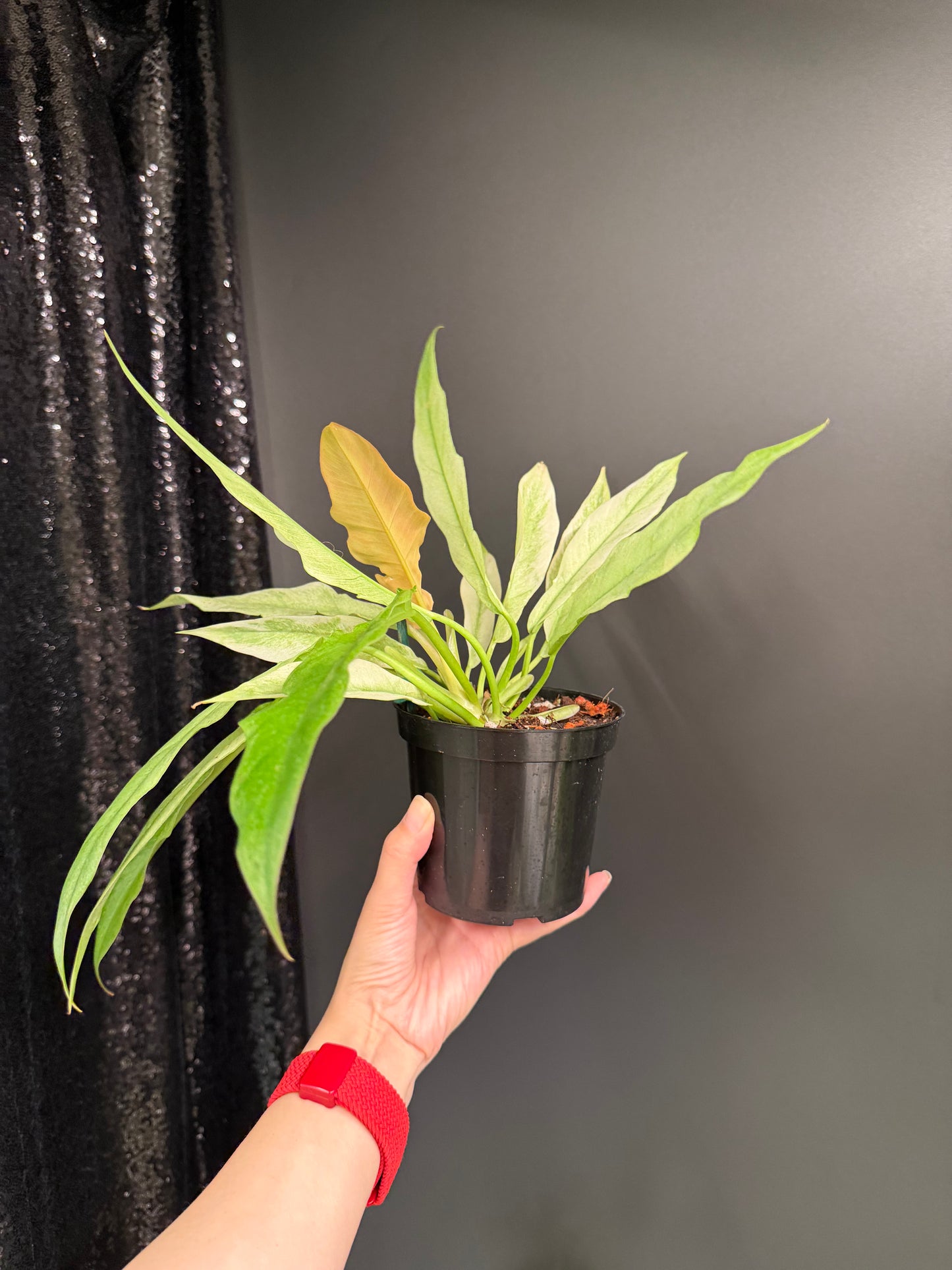Philodendron Pluto Mint