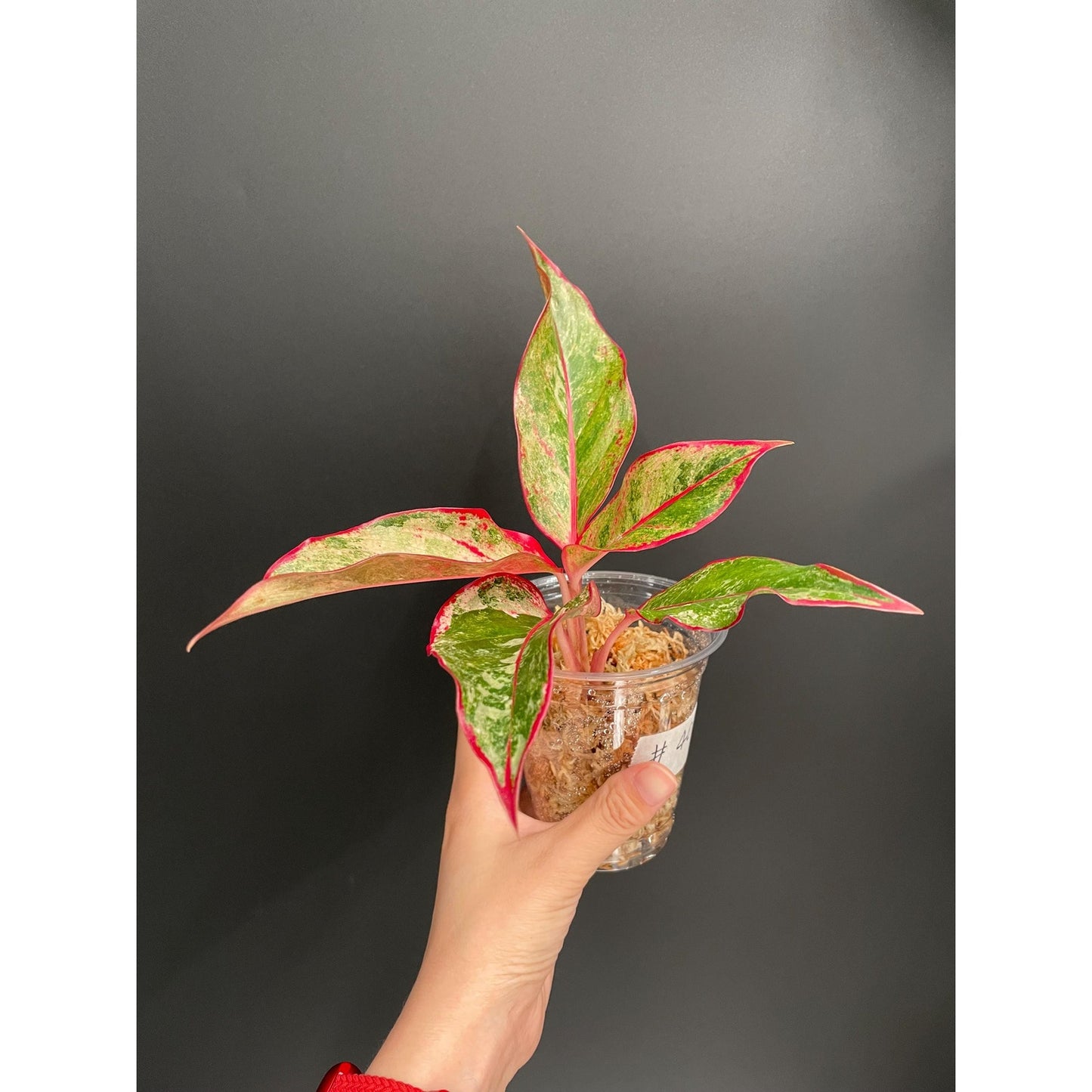 Aglaonema Siam Aurora Variegated, Exact Plant | US Seller