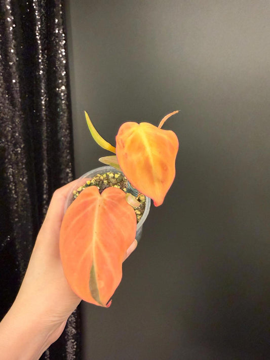 Variegated Micans, Orange/Aurea Micans