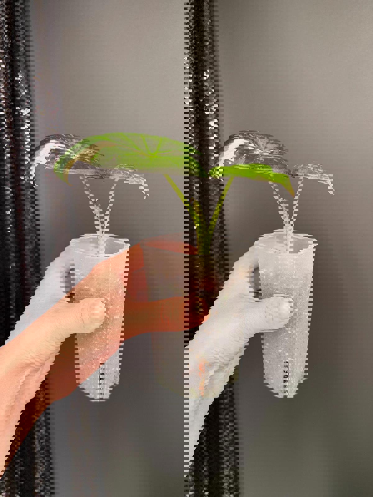 Alocasia Regal Shield albo in 2.5" Pot