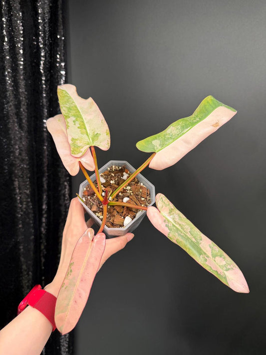 Philodendron Atabapoense Pink Variegated