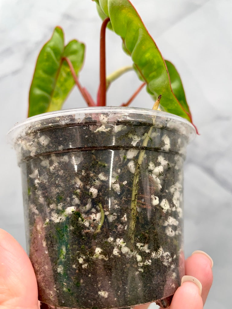 Philodendron billietiae variegated, Exact Plant