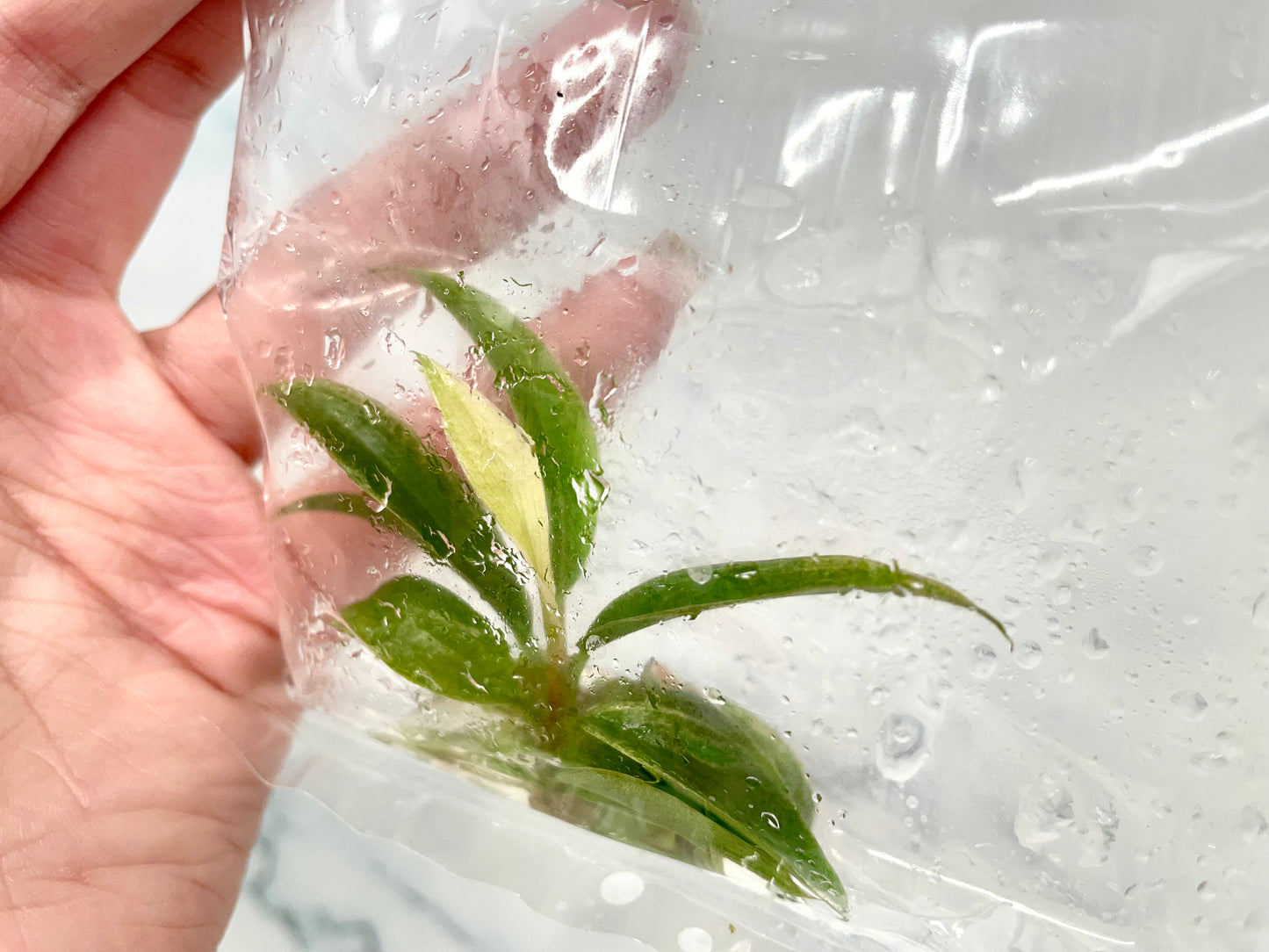 Philodendron Caramel Marble Exact Tissue Culture