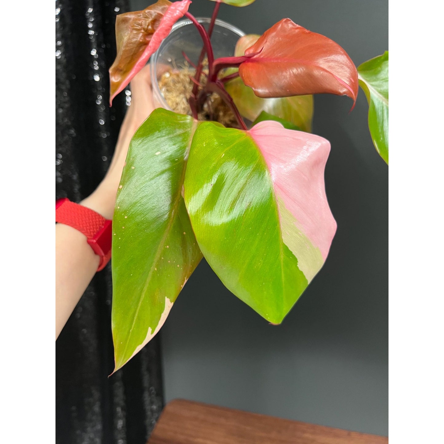 Philodendron Persimmon Princess, High Var, Exact Plant | US Seller