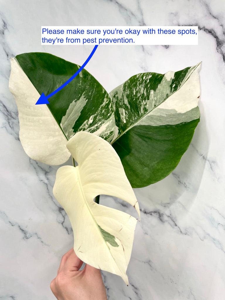 Monstera Albo 3 Leaves Top HIGH Var Cutting