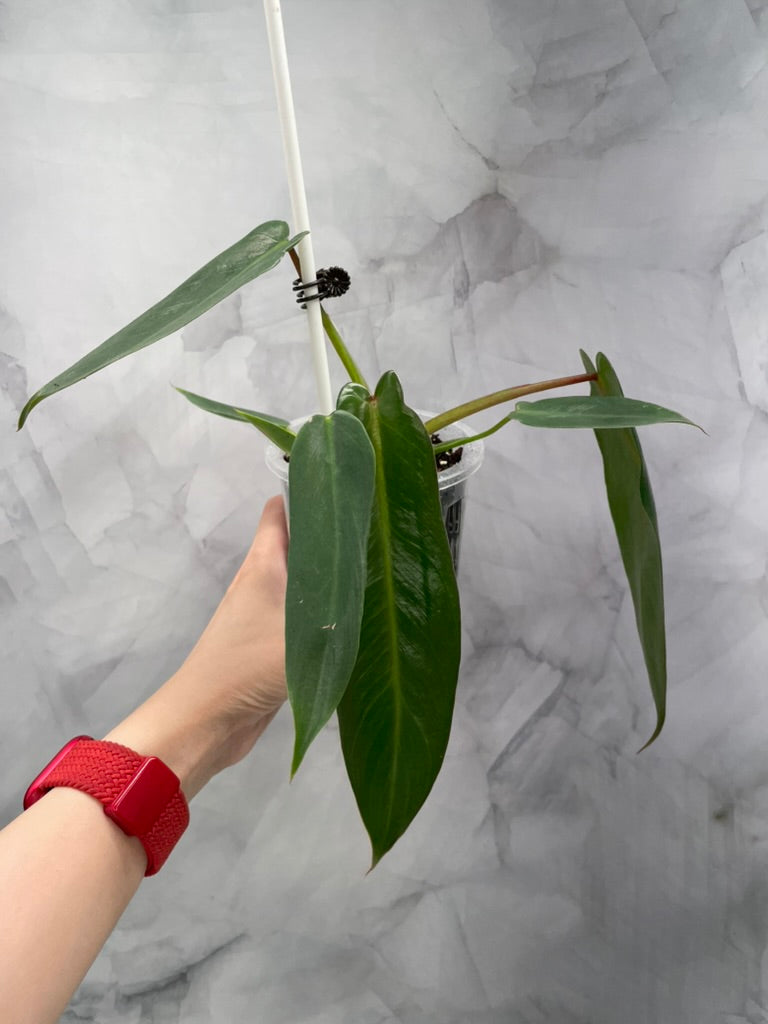 Philodendron Spiritus Sancti in 3.9" Pot