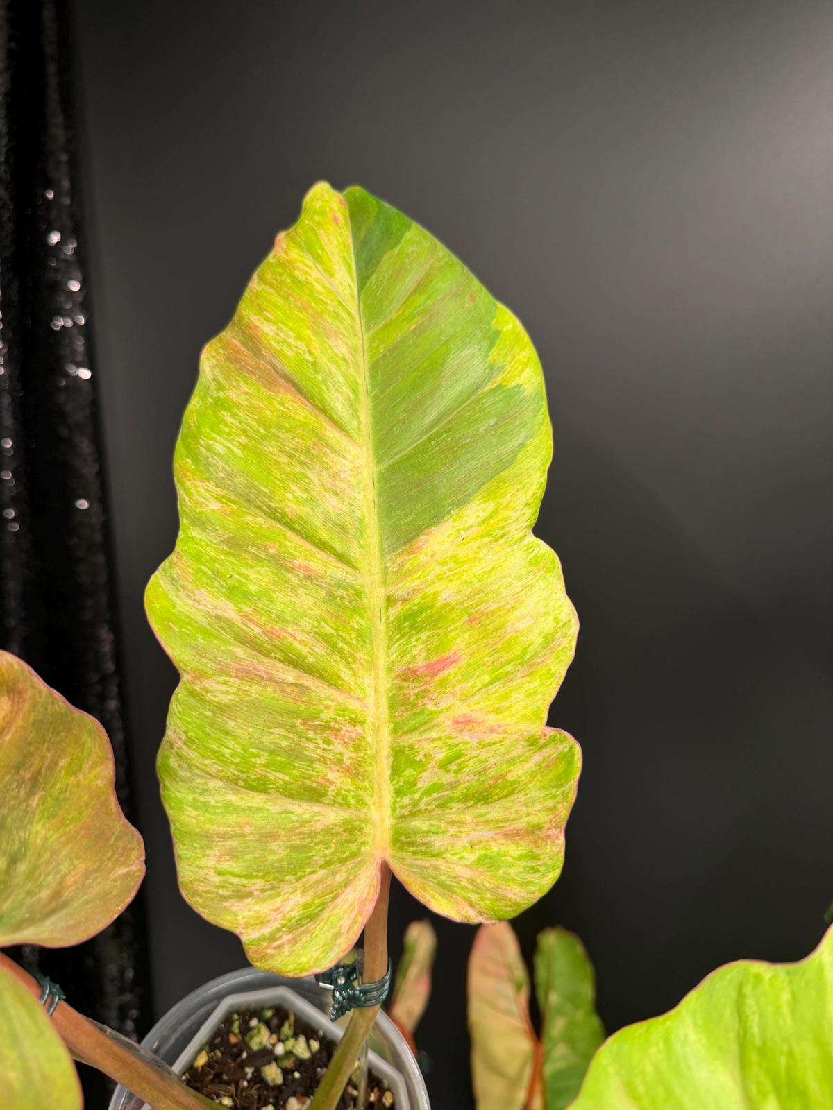 Philodendron Jungle Fever Variegated