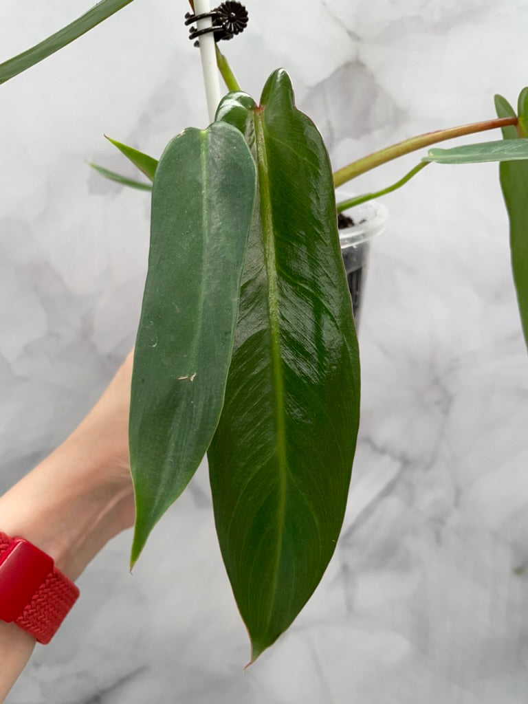 Philodendron Spiritus Sancti in 3.9" Pot