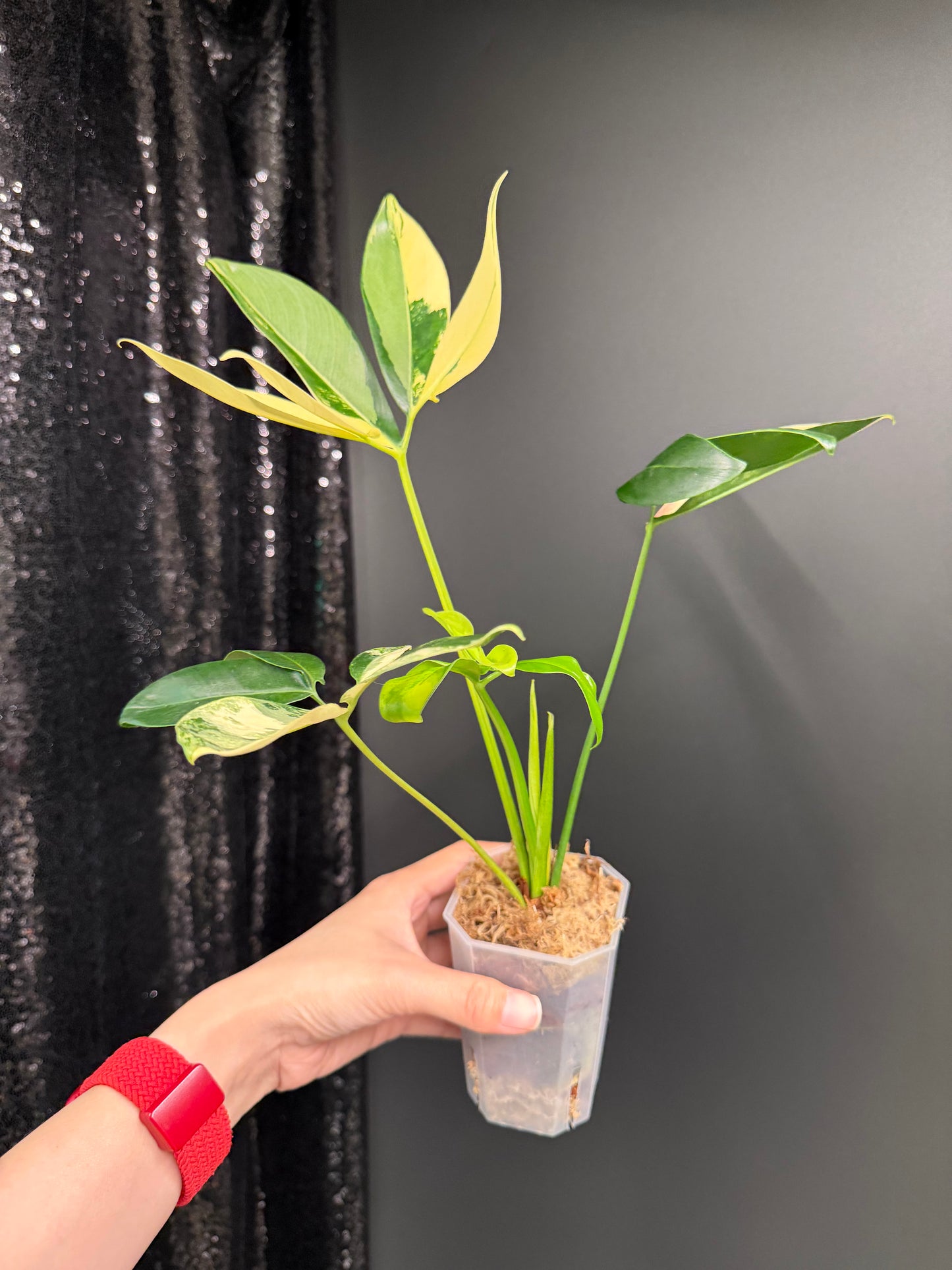 Philodendron Goeldii Variegated