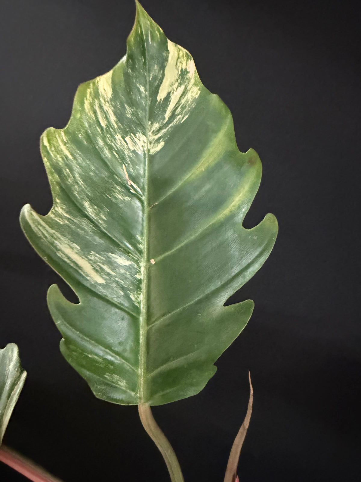 Philodendron Caramel Marble