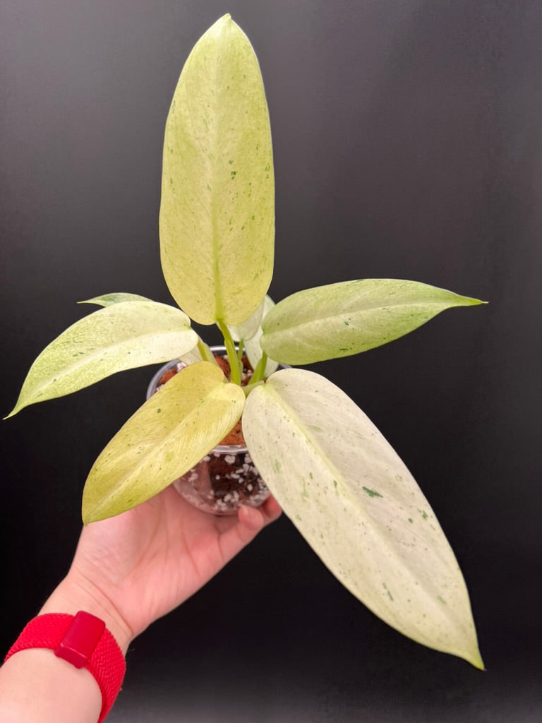 Philodendron Whipple Way Variegated