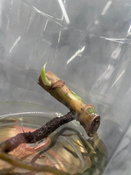 Monstera Albo Cutting with Two Nodes, High Variegated