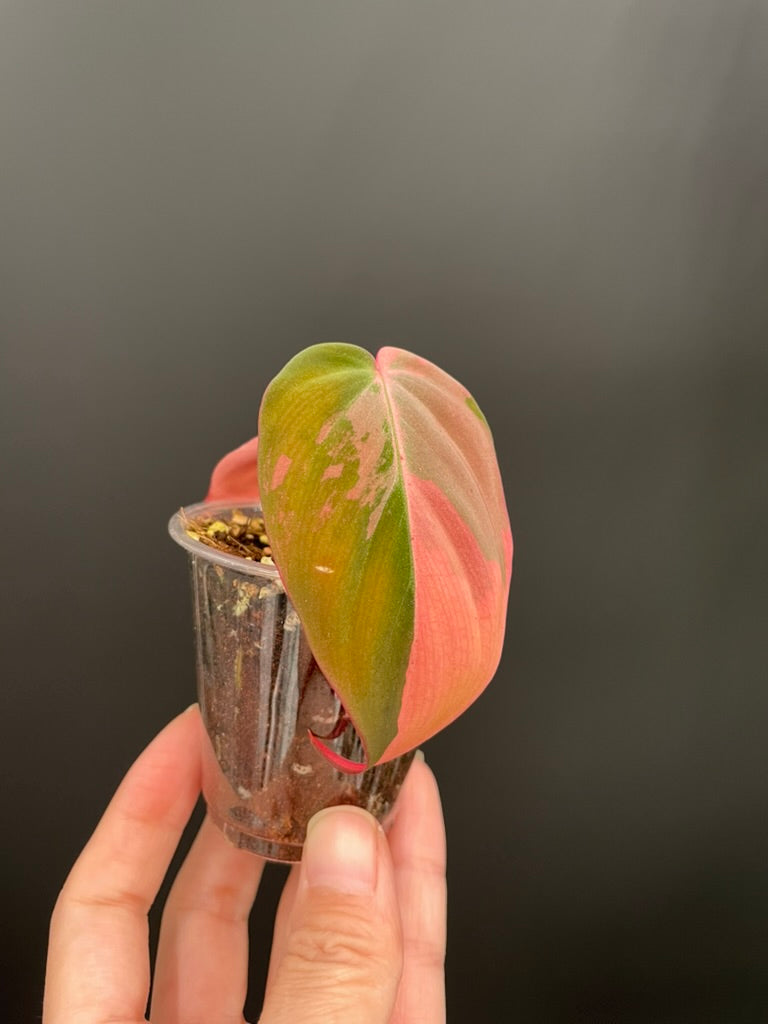 Variegated Aurea/Pink Philodendron Micans