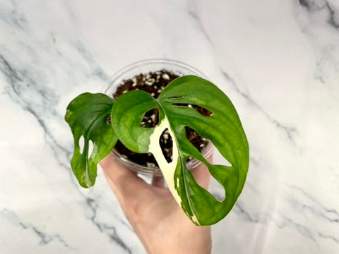 Variegated Monstera Adansonii Albo Rooted STARTER with 3 Growth Points