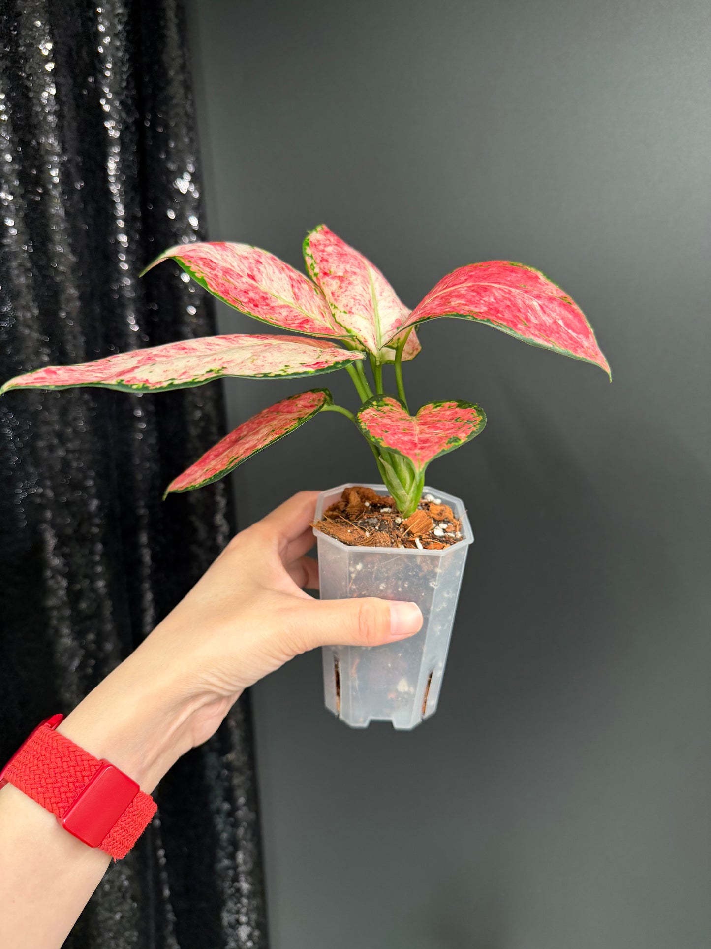 Aglaonema Zolina, super rare