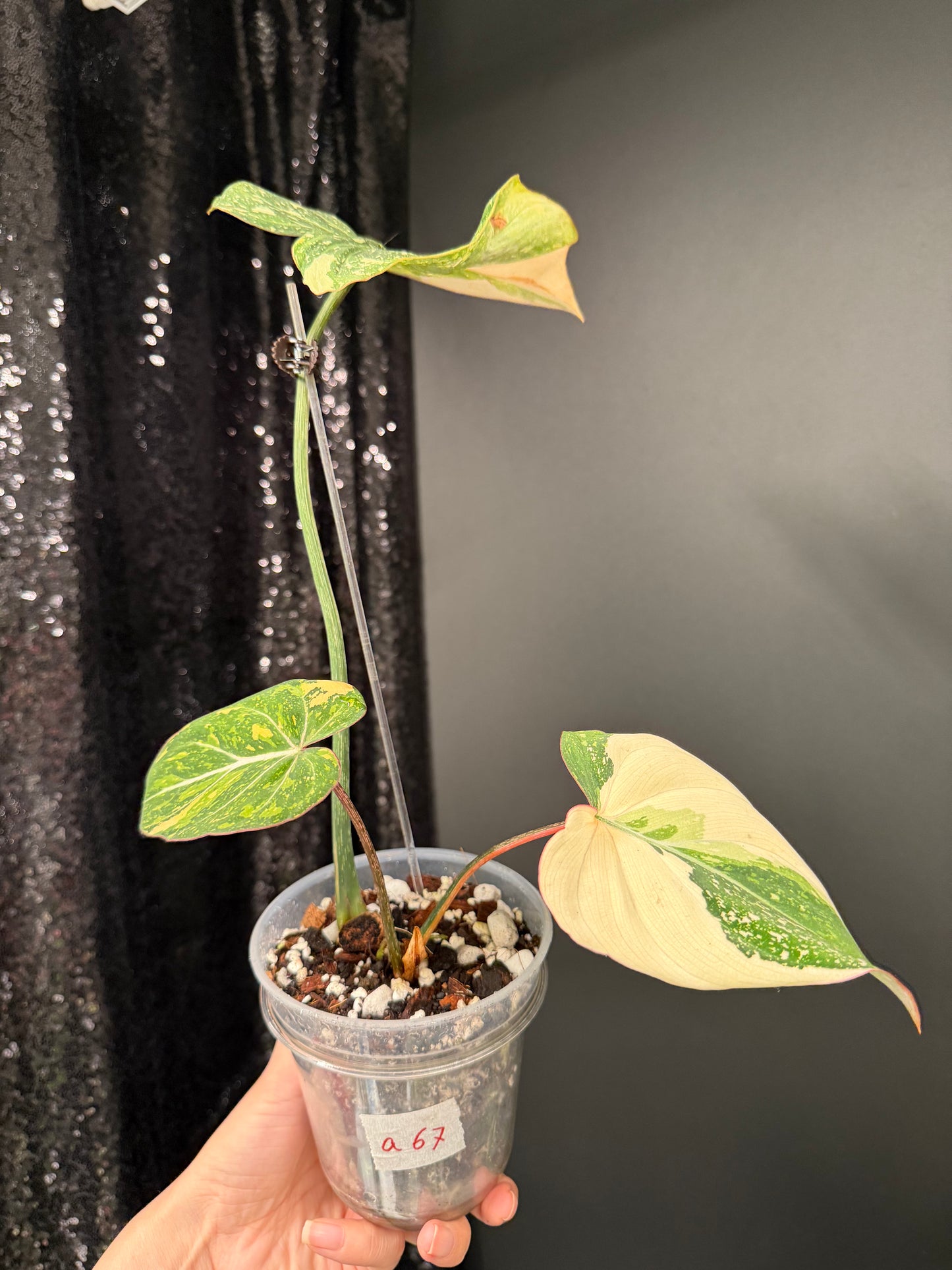 Philodendron Gloriosum Variegated