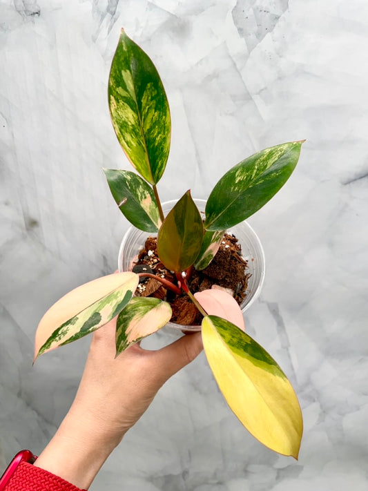 Philodendron Red Congo Variegated