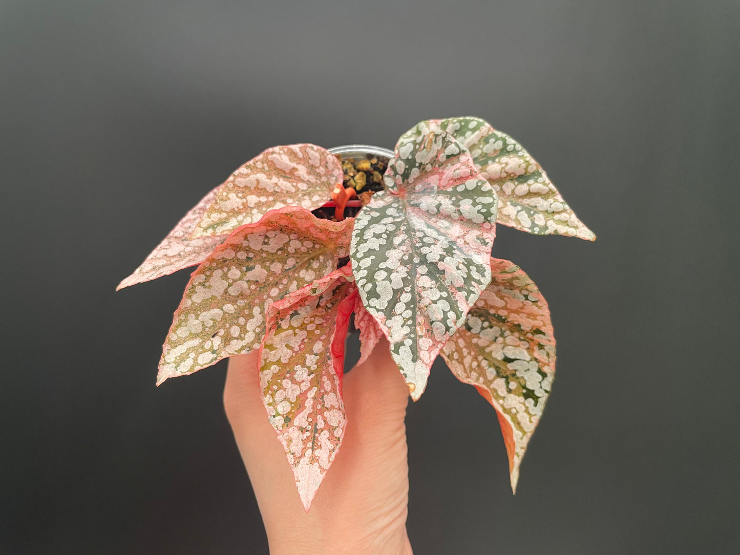 Begonia Snow Capped Variegated Rooted Plant