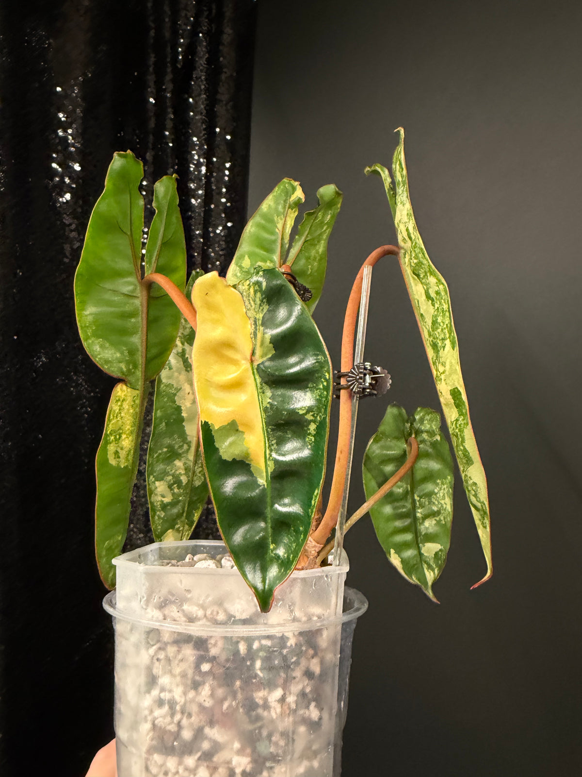 Philodendron Billie Variegated
