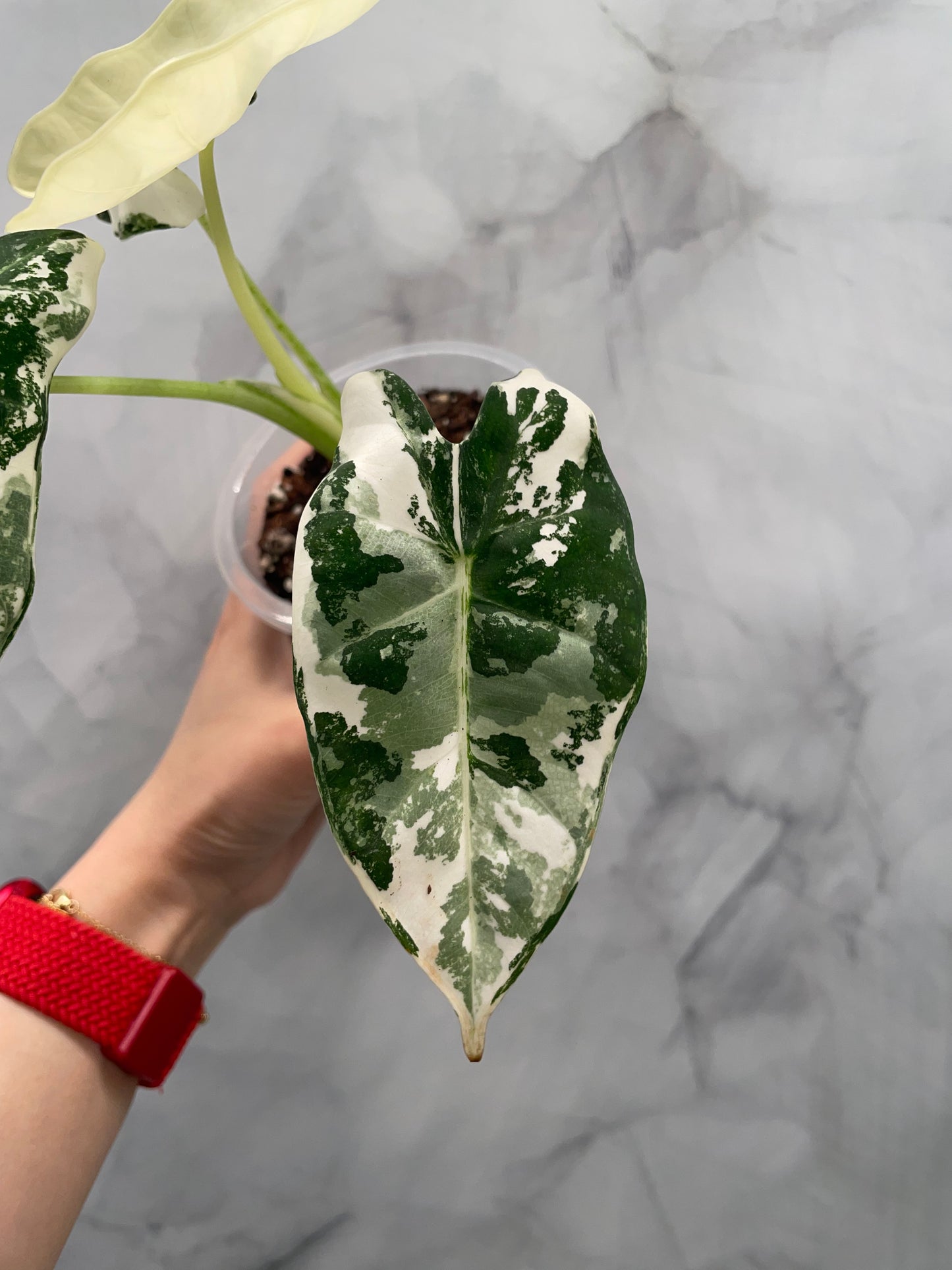 Alocasia Frydek Variegated in 3.9" Pot