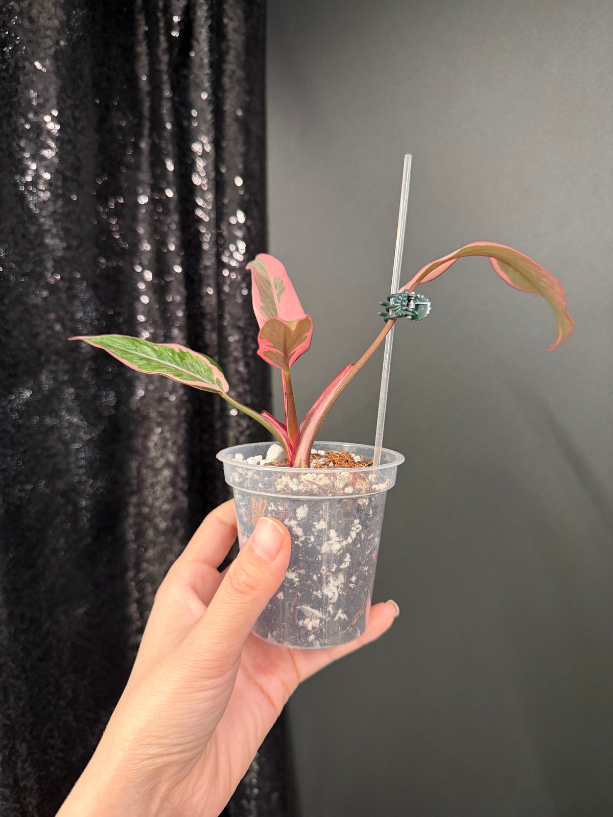 Philodendron Pink Princess Mutation