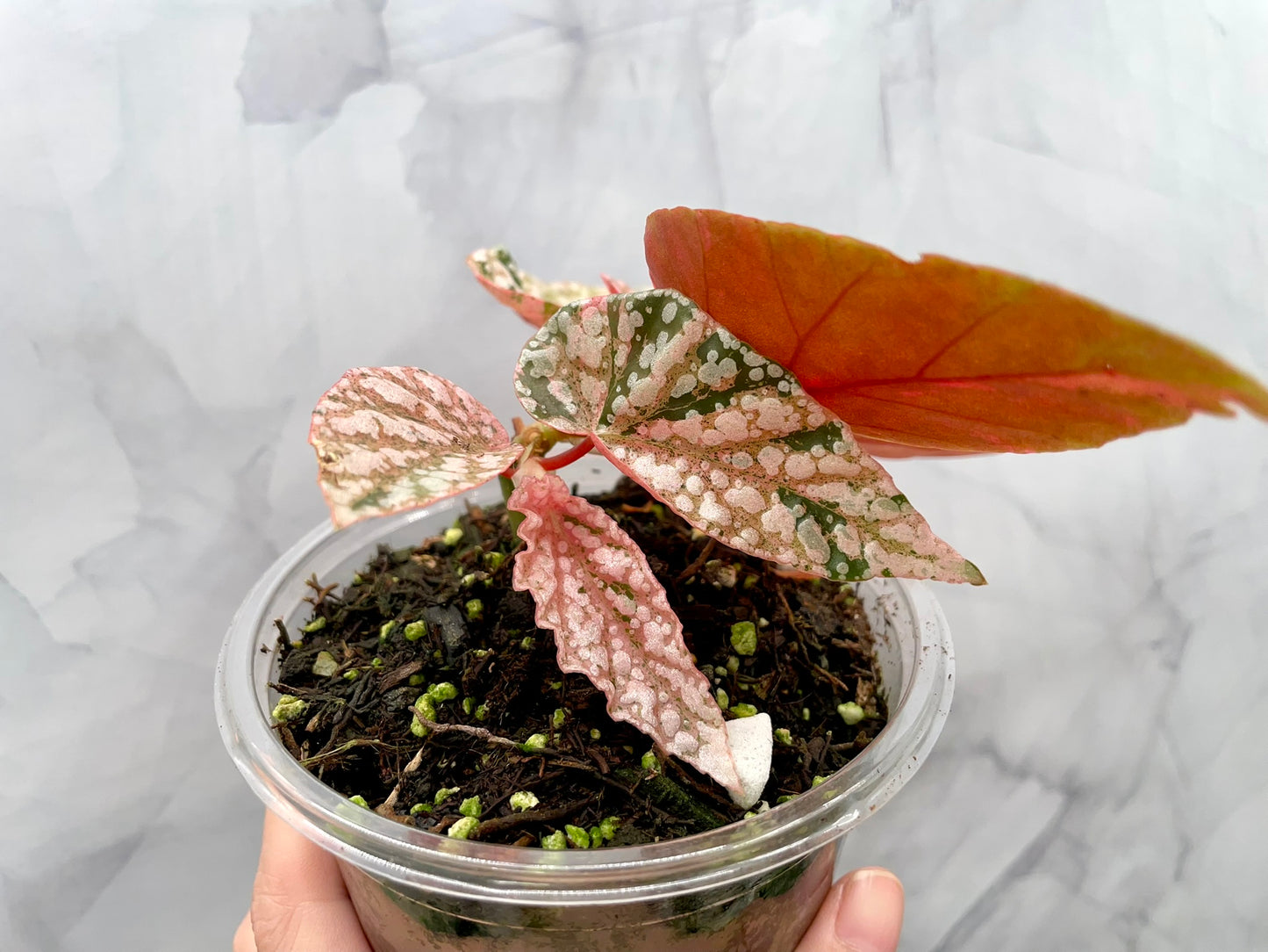 Begonia Snow Capped Variegated Well Rooted Plant #1