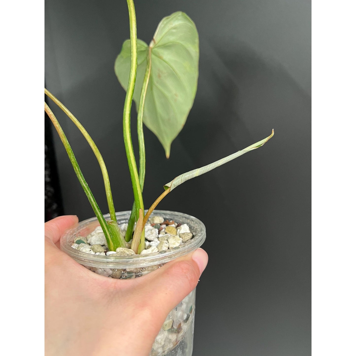 Philodendron Gloriosum Variegated, 4 - 5 Leaves, Exact Plant | US Seller