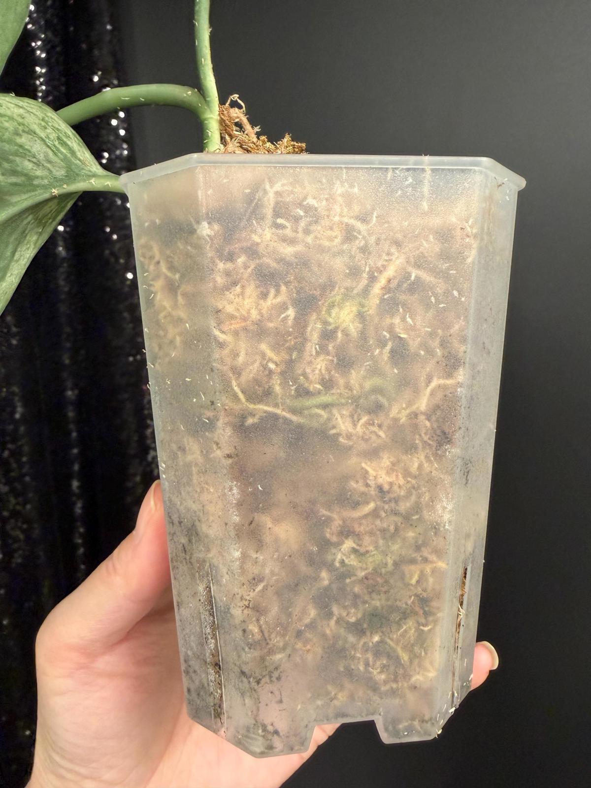 Scindapsus Silver Cloud Variegated, Large Leaf Rooted Cutting, US Seller