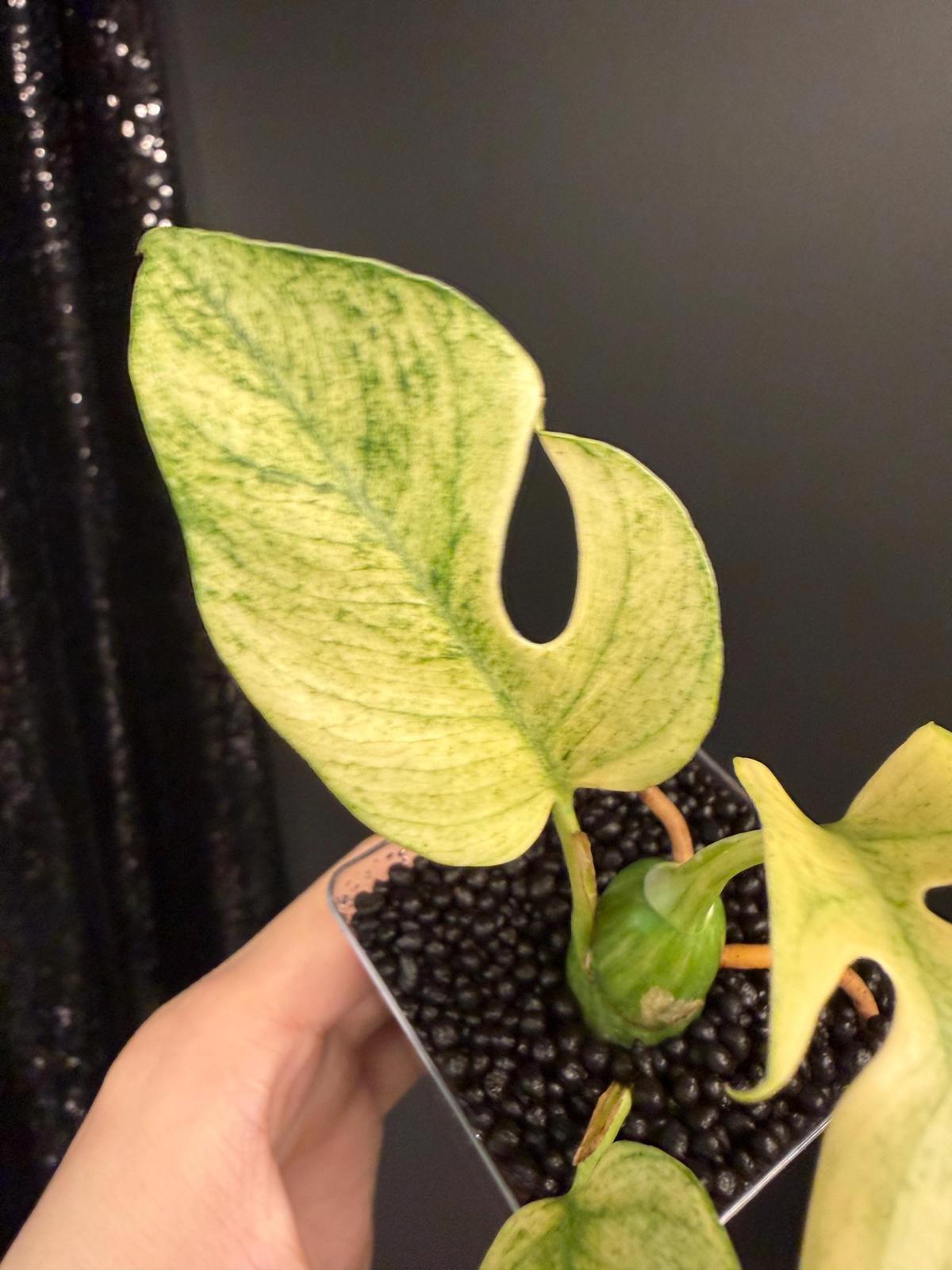 Variegated Rhaphidophora Tetrasperma White Monster
