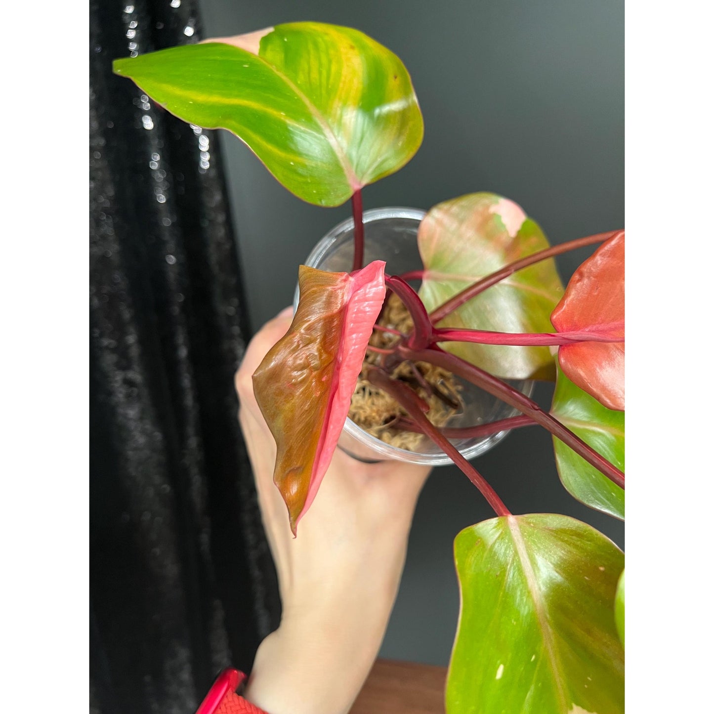 Philodendron Persimmon Princess, High Var, Exact Plant | US Seller