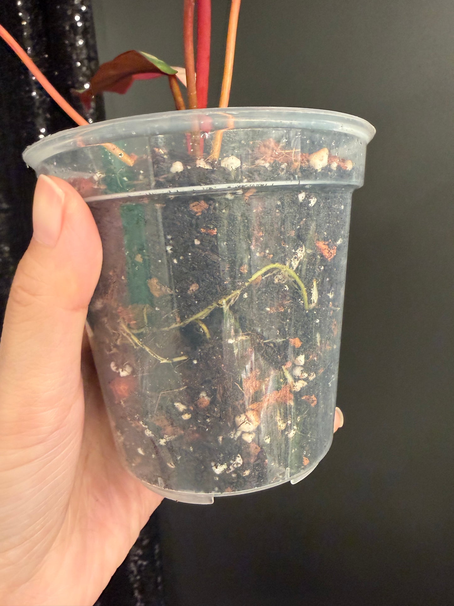 Philodendron Atabapoense Pink Variegated