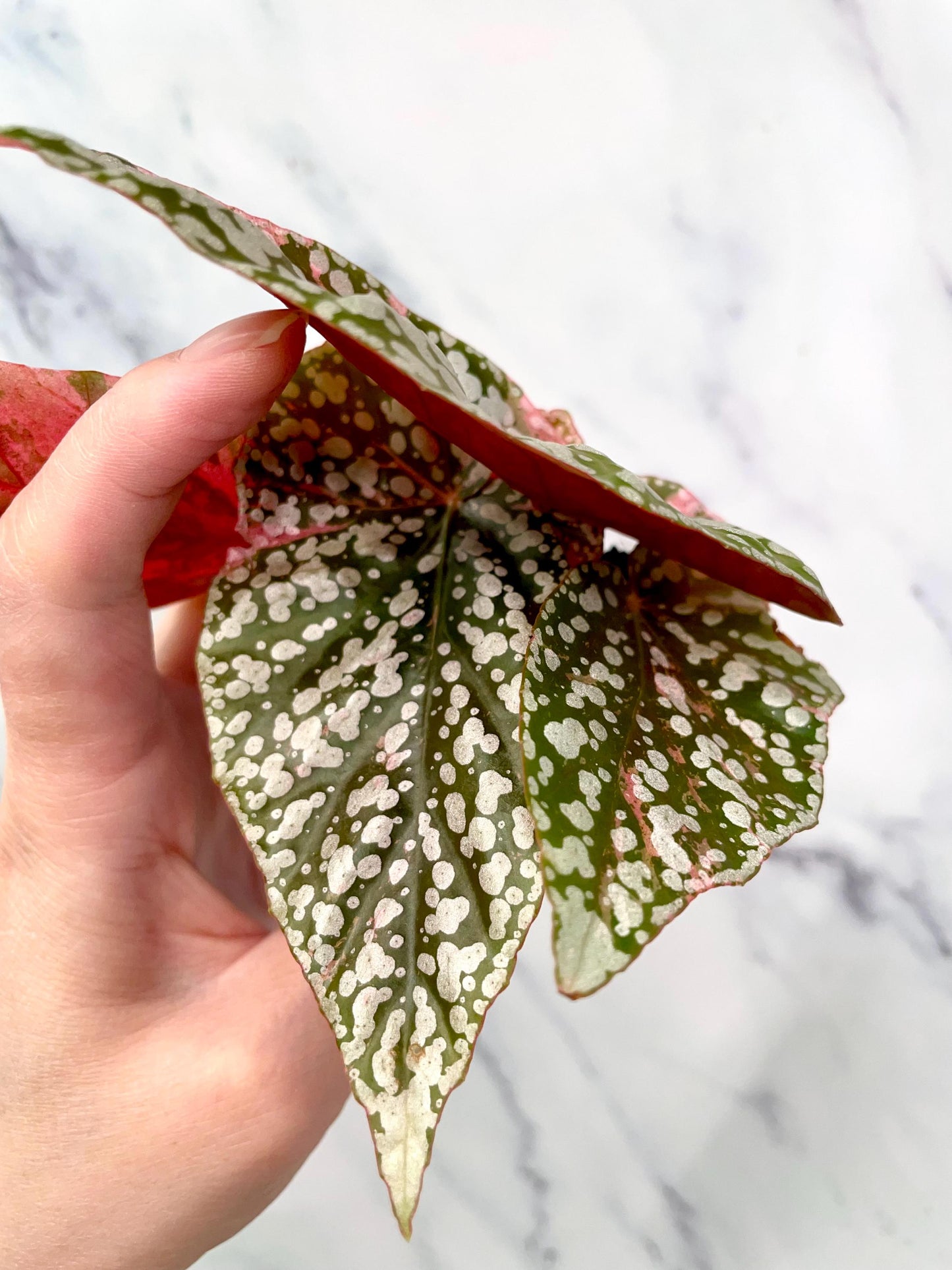 Begonia Snow Capped Variegated Newly Rooted Plant