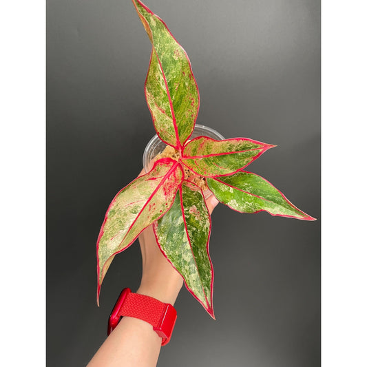 Aglaonema Siam Aurora Variegated, Exact Plant | US Seller