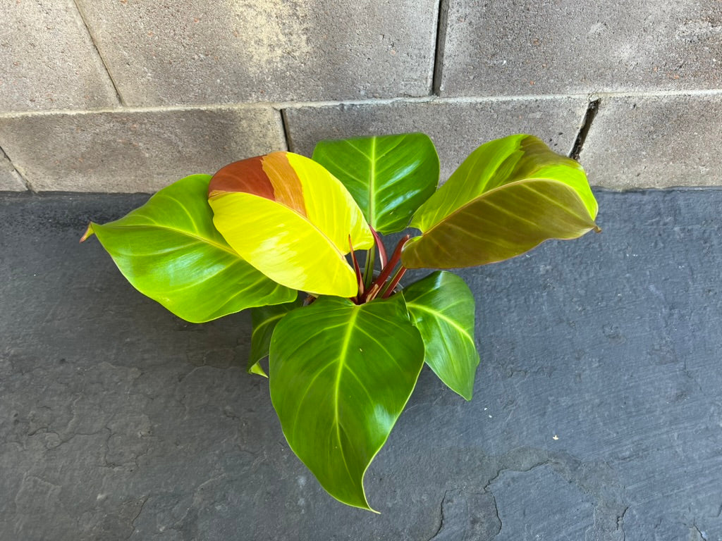 Philodendron Yellow Flame Red Moon, Exact #1