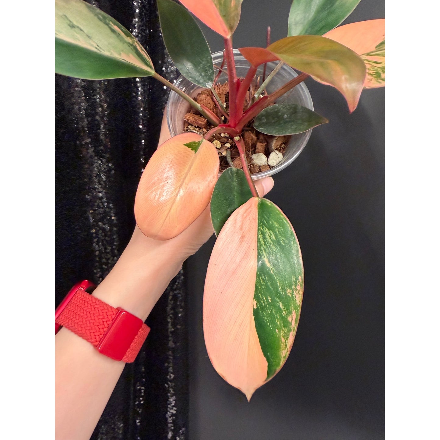 Variegated Philodendron Red Congo: Rare Aroid Plant