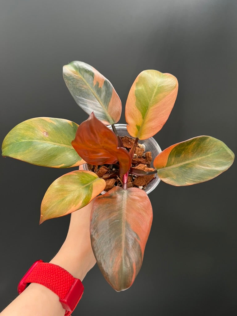 Philodendron Black Cardinal Variegated