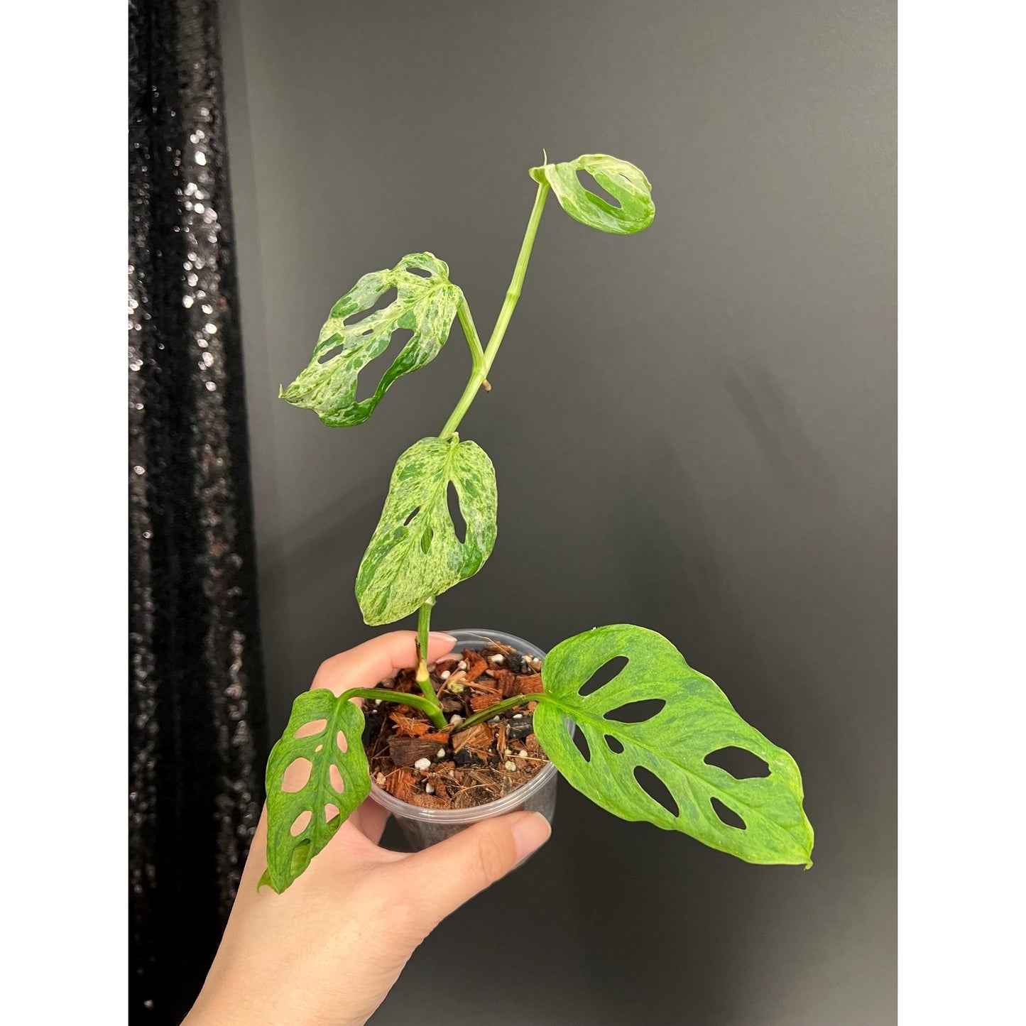 Monstera Laniata Mottled Variegated, Exact Plant | Rare Aroid | US Seller